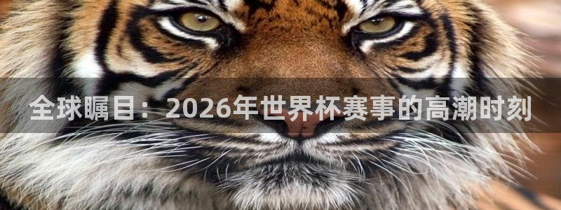 2026世界杯中国队：全球瞩目：2026年世界杯赛事的高潮时刻